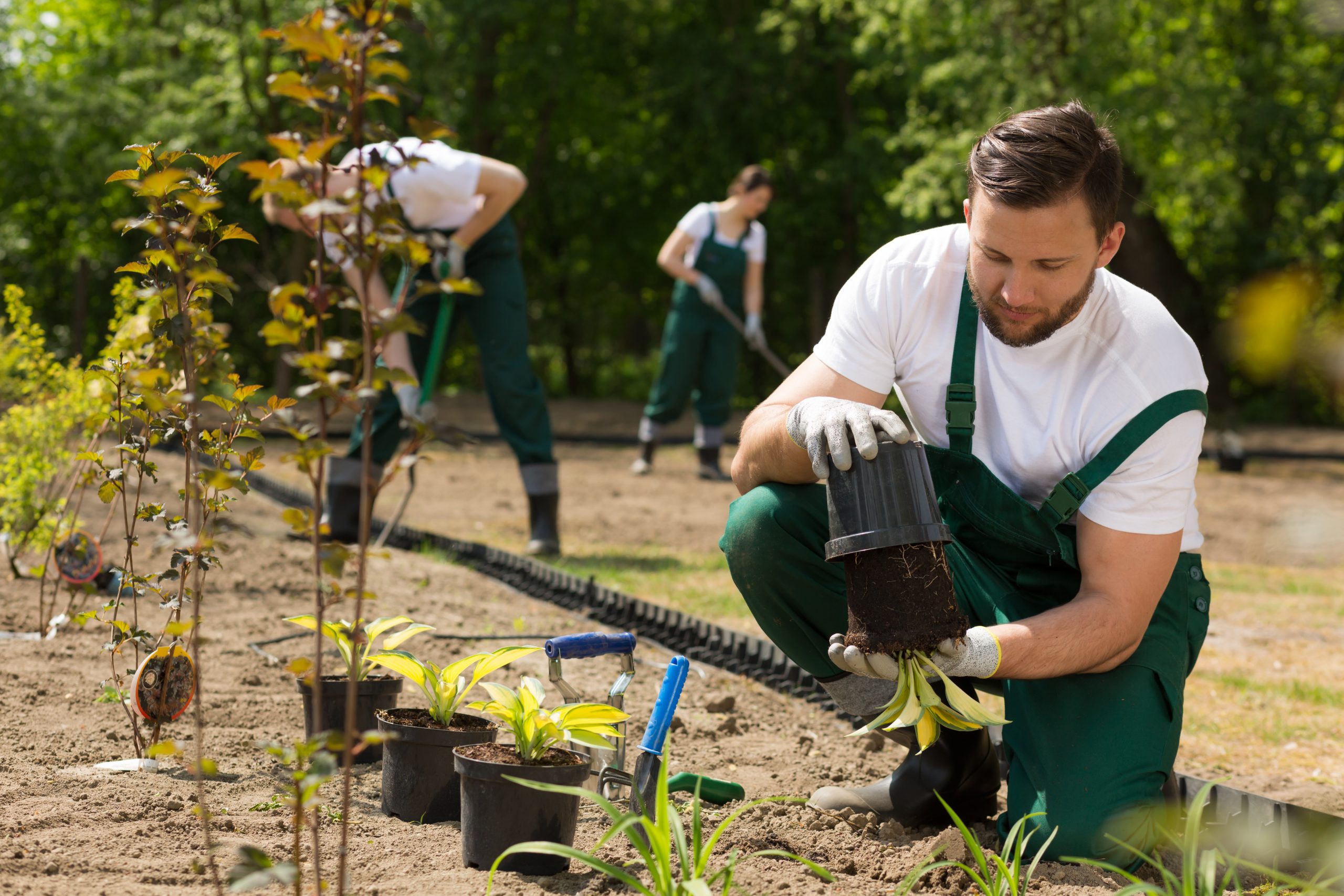 Gardener taking the flower from the pot