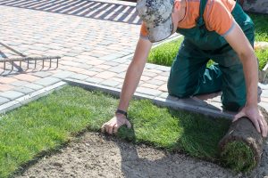 Natural Grass Turf Professional Installer. Gardener Installing Natural Grass Turfs Creating Beautiful Lawn Field.